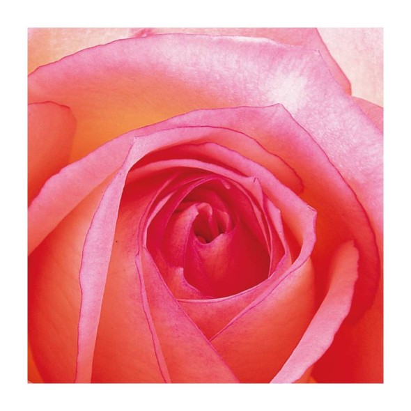 Paperproducts Design - PPD Χαρτοπετσέτα 33x33cm σειρά Rose
Paperproducts Design - PPD Χαρτοπετσέτα 33x33cm σειρά Rose